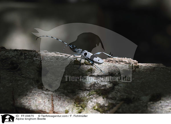 Alpenbock / Alpine longhorn Beetle / FF-09875