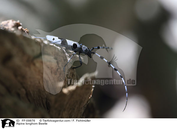 Alpenbock / Alpine longhorn Beetle / FF-09876
