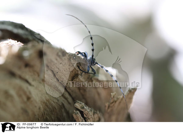 Alpenbock / Alpine longhorn Beetle / FF-09877