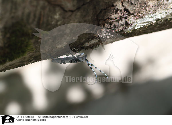 Alpenbock / Alpine longhorn Beetle / FF-09878