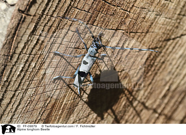 Alpine longhorn Beetle / FF-09879