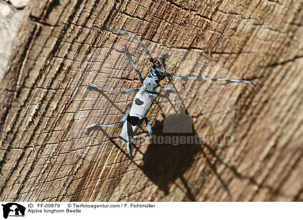 Alpenbock / Alpine longhorn Beetle / FF-09879