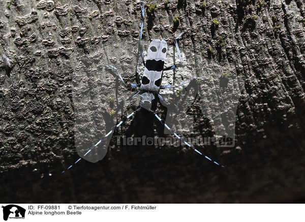 Alpenbock / Alpine longhorn Beetle / FF-09881