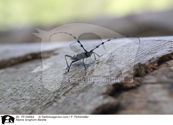Alpenbock / Alpine longhorn Beetle / FF-09882
