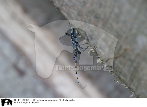 Alpenbock / Alpine longhorn Beetle / FF-09883
