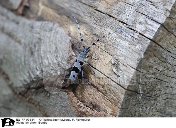 Alpine longhorn Beetle / FF-09884
