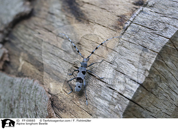 Alpine longhorn Beetle / FF-09885