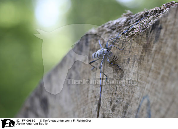 Alpenbock / Alpine longhorn Beetle / FF-09886