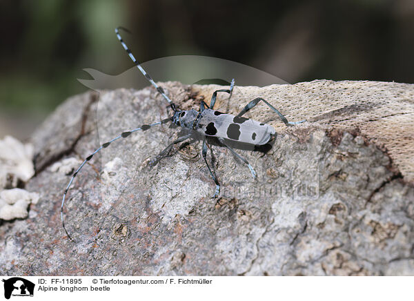 Alpine longhorn beetle / FF-11895