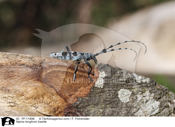 Alpine longhorn beetle / FF-11896