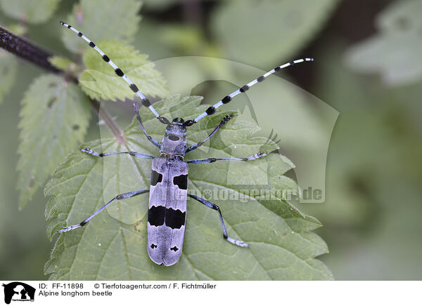 Alpenbock / Alpine longhorn beetle / FF-11898