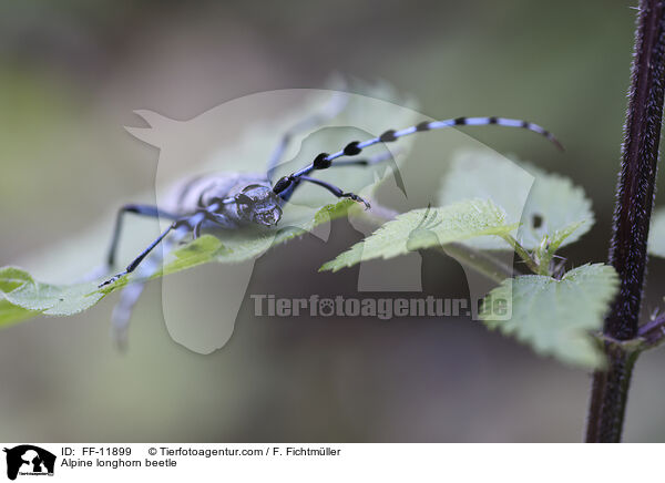 Alpenbock / Alpine longhorn beetle / FF-11899