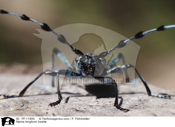 Alpenbock / Alpine longhorn beetle / FF-11900