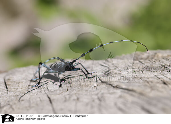Alpenbock / Alpine longhorn beetle / FF-11901
