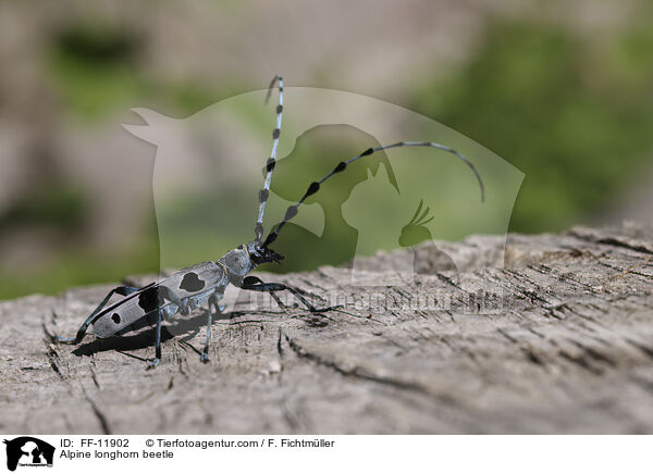 Alpenbock / Alpine longhorn beetle / FF-11902