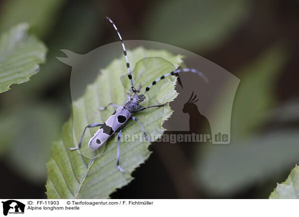 Alpine longhorn beetle / FF-11903