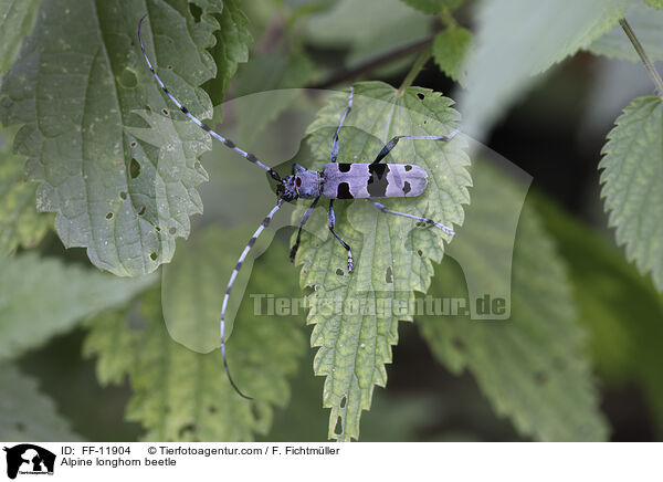 Alpenbock / Alpine longhorn beetle / FF-11904