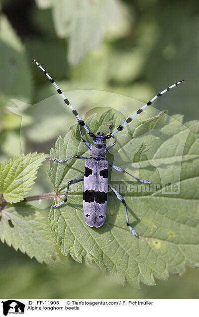 Alpenbock / Alpine longhorn beetle / FF-11905