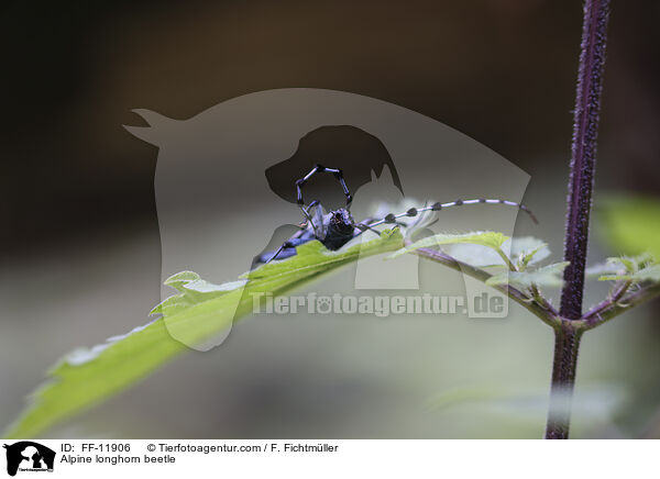 Alpenbock / Alpine longhorn beetle / FF-11906