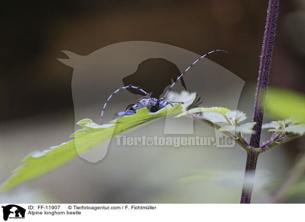 Alpenbock / Alpine longhorn beetle / FF-11907