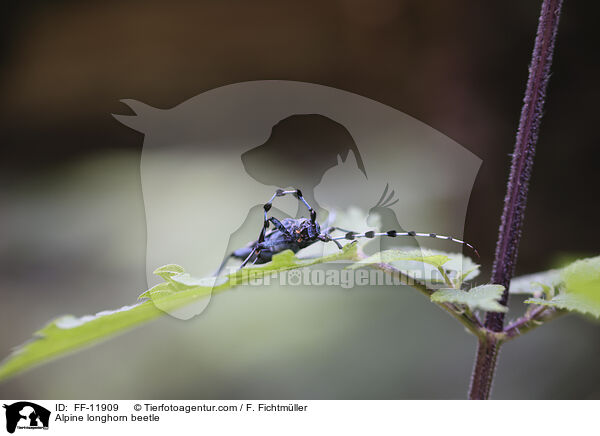 Alpine longhorn beetle / FF-11909