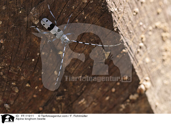 Alpenbock / Alpine longhorn beetle / FF-11911