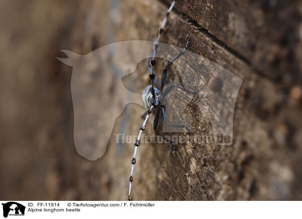 Alpine longhorn beetle / FF-11914