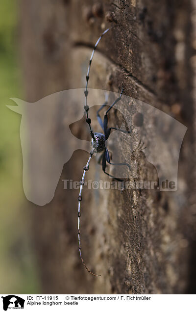 Alpenbock / Alpine longhorn beetle / FF-11915