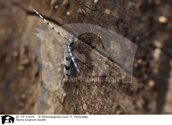 Alpine longhorn beetle / FF-11916