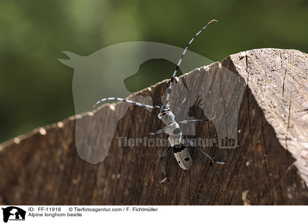 Alpenbock / Alpine longhorn beetle / FF-11918