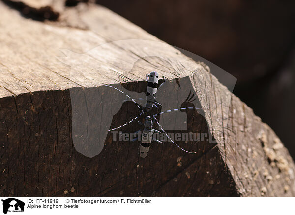 Alpenbock / Alpine longhorn beetle / FF-11919