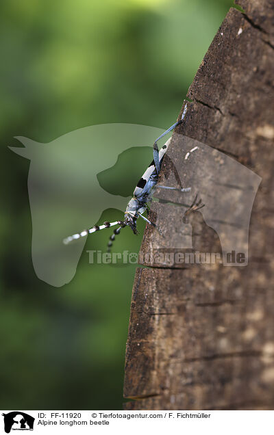 Alpenbock / Alpine longhorn beetle / FF-11920