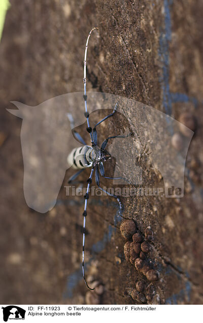 Alpine longhorn beetle / FF-11923