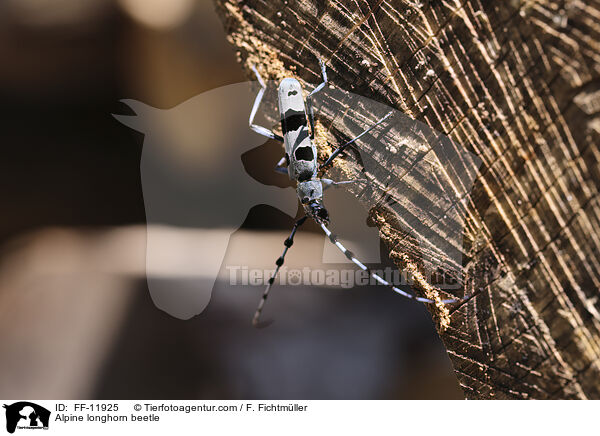 Alpine longhorn beetle / FF-11925