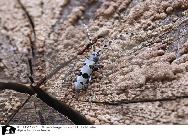 Alpine longhorn beetle / FF-11927