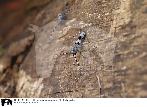 Alpenbock / Alpine longhorn beetle / FF-11929