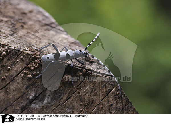 Alpenbock / Alpine longhorn beetle / FF-11930