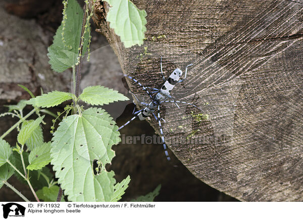 Alpine longhorn beetle / FF-11932