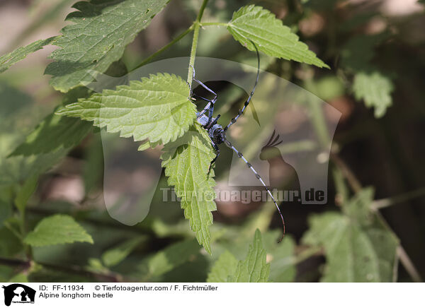 Alpenbock / Alpine longhorn beetle / FF-11934