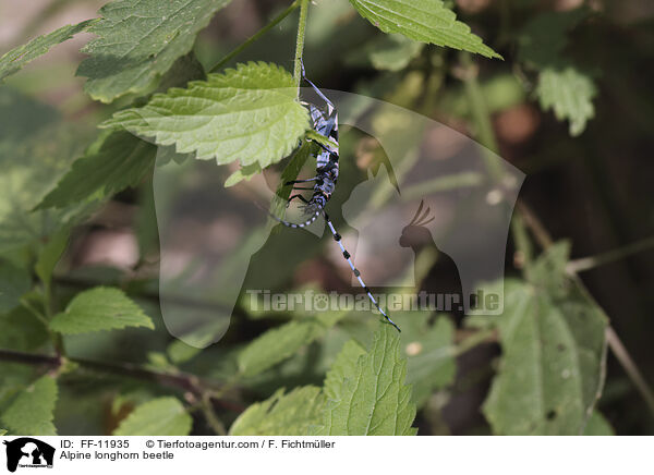 Alpine longhorn beetle / FF-11935