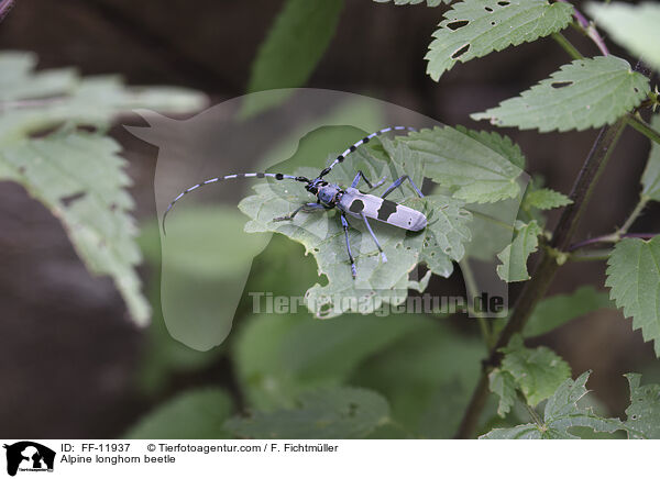 Alpine longhorn beetle / FF-11937