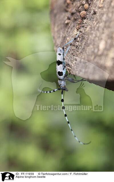 Alpine longhorn beetle / FF-11939