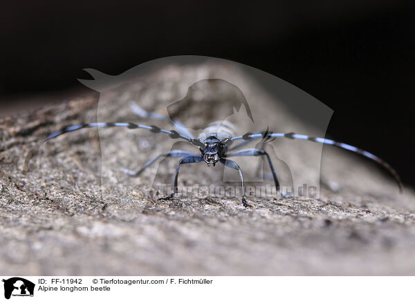 Alpenbock / Alpine longhorn beetle / FF-11942