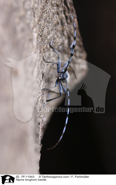 Alpenbock / Alpine longhorn beetle / FF-11943