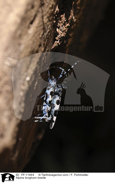 Alpenbock / Alpine longhorn beetle / FF-11944