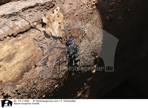 Alpenbock / Alpine longhorn beetle / FF-11946