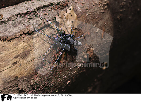 Alpine longhorn beetle / FF-11947