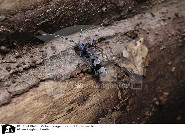 Alpine longhorn beetle / FF-11948