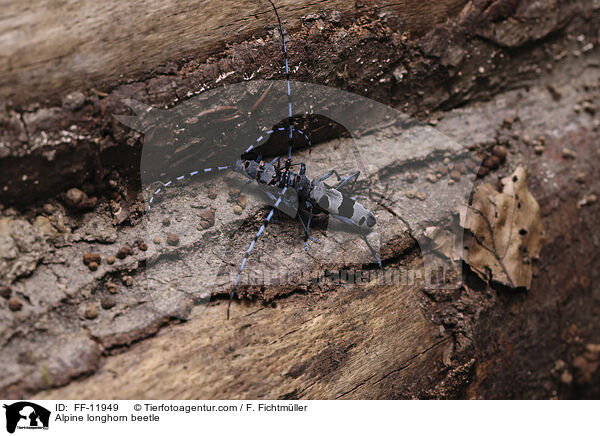 Alpine longhorn beetle / FF-11949