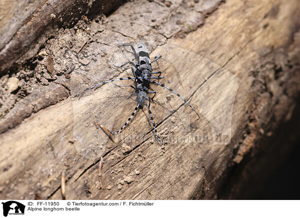 Alpine longhorn beetle / FF-11950